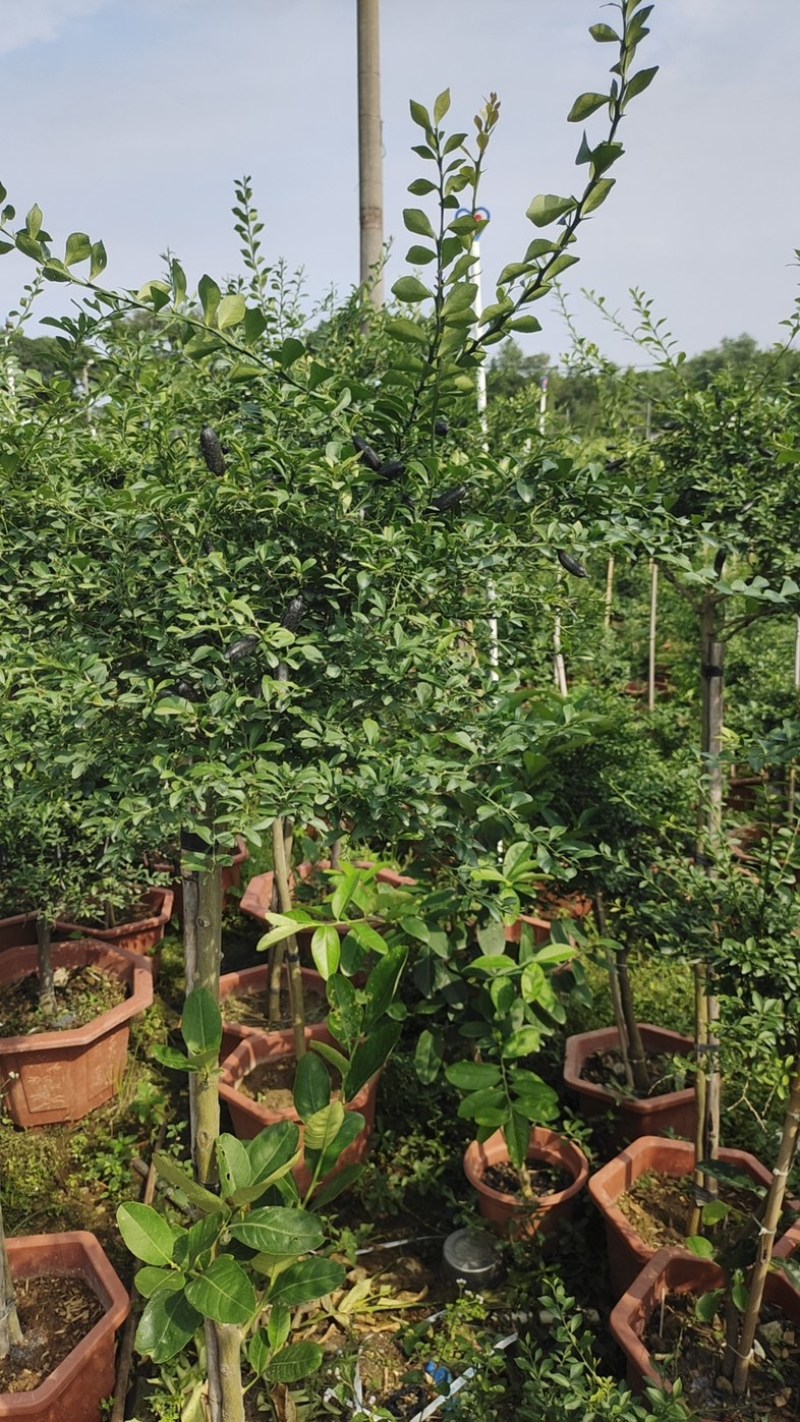 广东香水柠檬，产地直销，大量有货，欢迎各位老板咨询