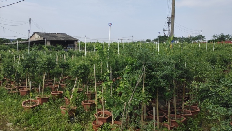 手指柠檬，产地直销，大量有货，欢迎各位老板咨询