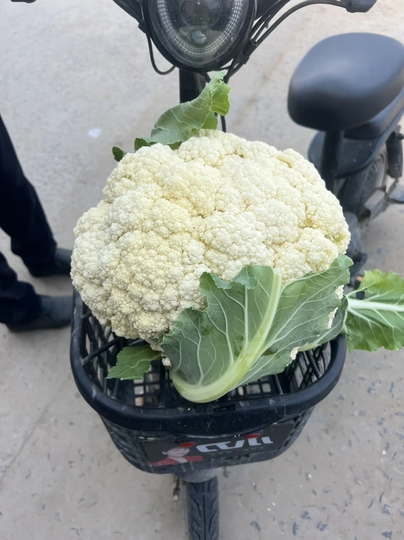 河北松花菜，小米粒菜花散花有机花，青梗白面产地大量供应