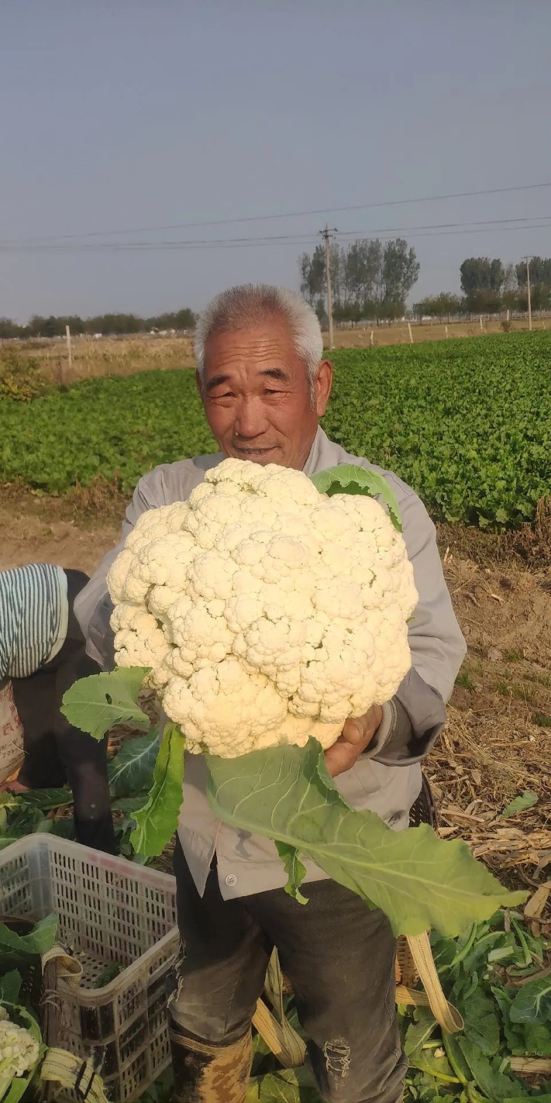 河北松花菜，小米粒菜花散花有机花，青梗白面产地大量供应