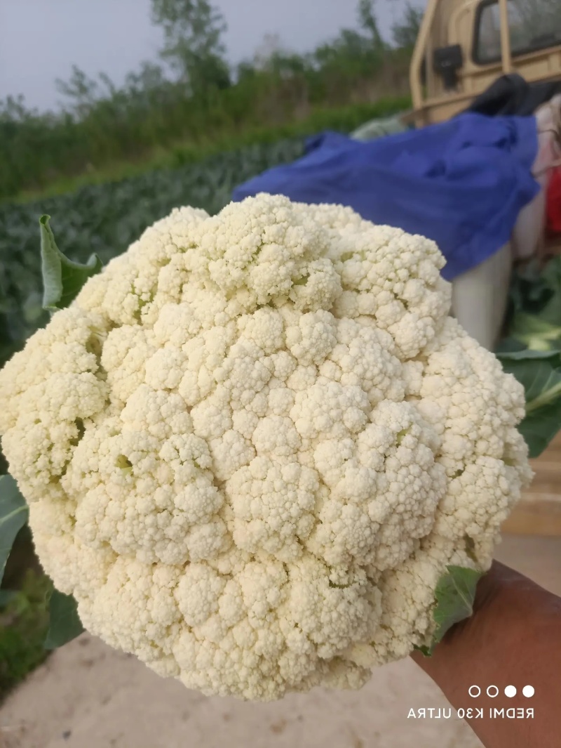 河北松花菜，小米粒菜花散花有机花，青梗白面产地大量供应