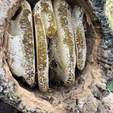 蜂巢野蜂蜜量大质优价格优惠一手货源欢迎咨询采购