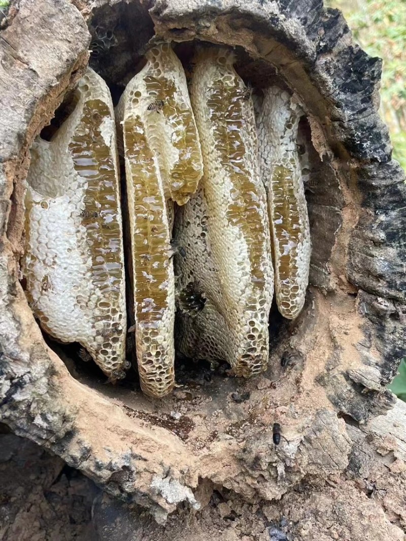 蜂巢野蜂蜜量大质优价格优惠一手货源欢迎咨询采购