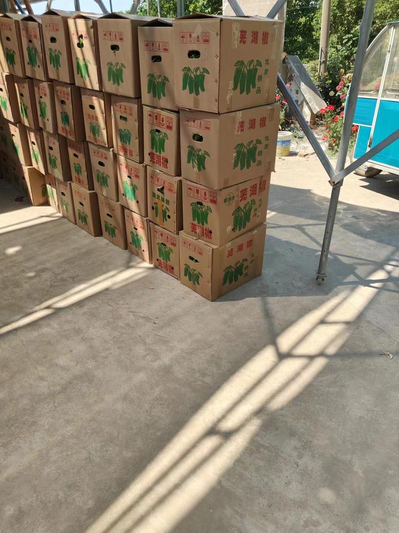 芜湖椒安徽鲜辣椒大量供应中产地直发品质保障市场批发