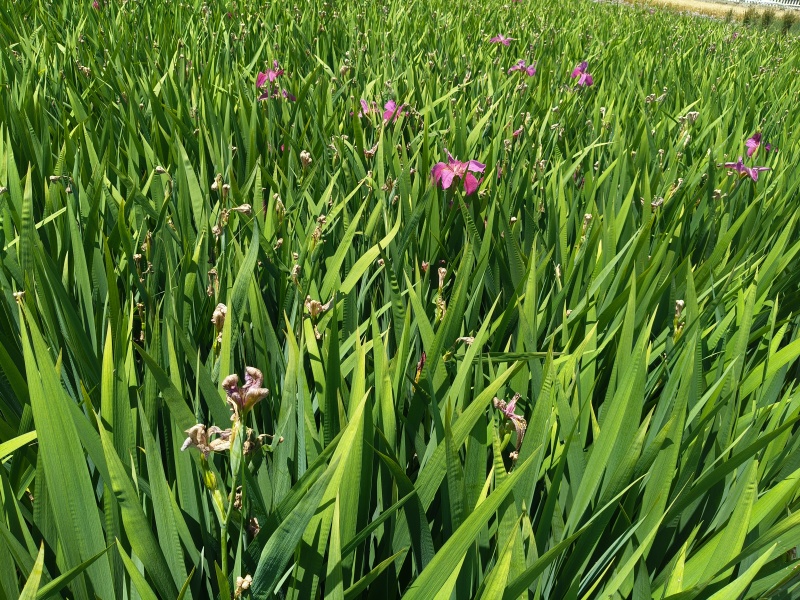 水生植物露易斯安娜鸢尾，品质保证，价格优惠。
