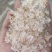 雪燕小颗粒小包装雪燕粉，代发