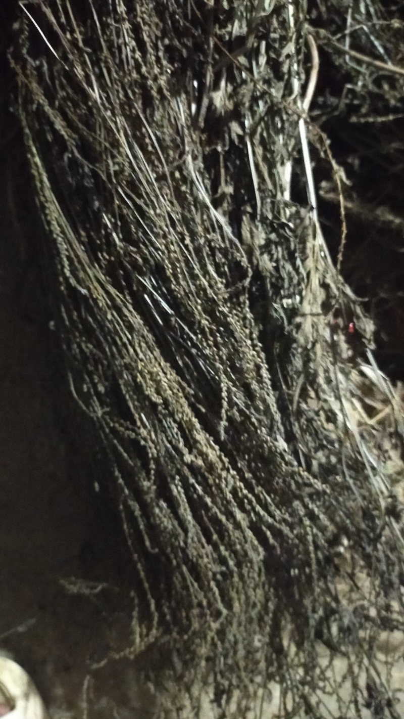 马鞭草