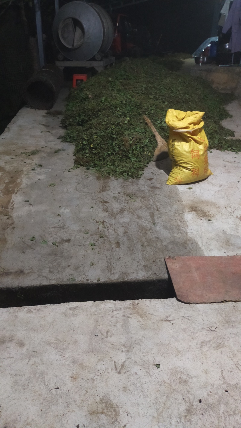 云南新鲜干货草药积雪草马蹄草雷公根，有水洗过的