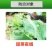 虱螨脲杀虫杀卵虫卵双杀甘蓝甜菜夜蛾肉虫毛毛虫蛆杀虫药