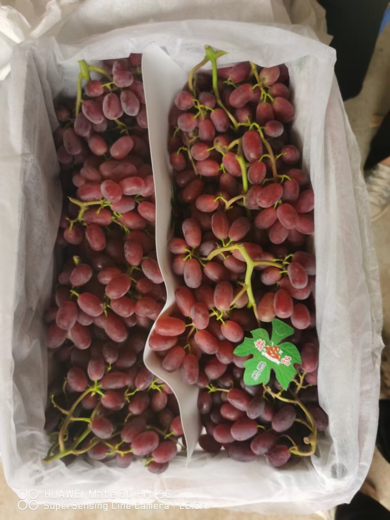 山东聊城巨盛一号葡萄大量上市现摘现发品质保证欢迎来电