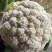 菜花松花菜有机花菜高品质全国代发货源充足