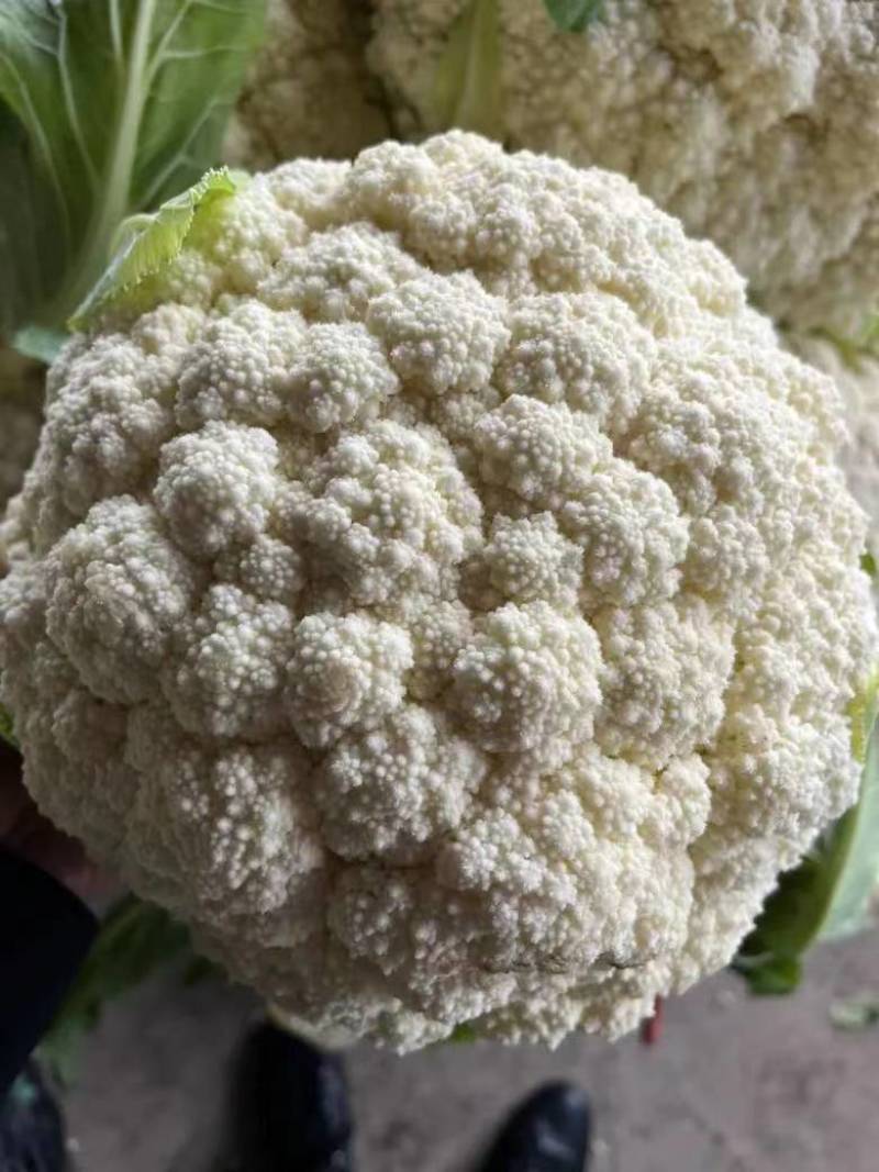 菜花松花菜有机花菜高品质全国代发货源充足