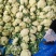 菜花松花菜有机花菜高品质全国代发货源充足
