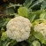 菜花松花菜有机花菜高品质全国代发货源充足