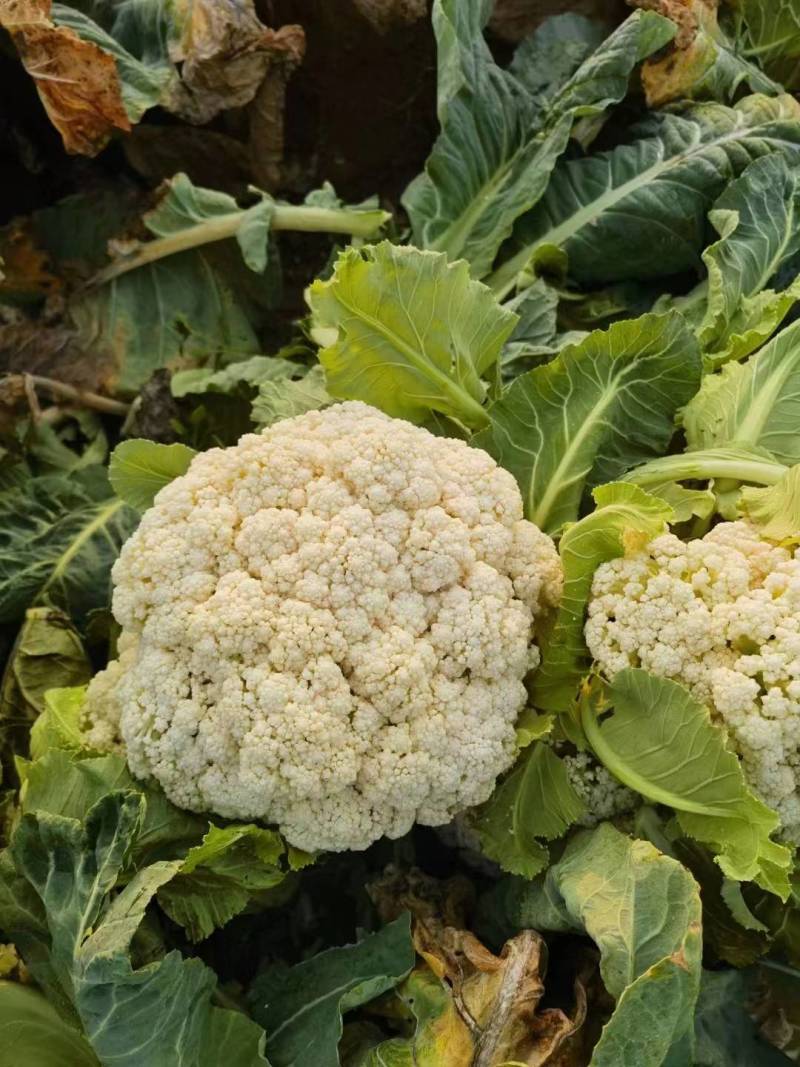 菜花松花菜有机花菜高品质全国代发货源充足