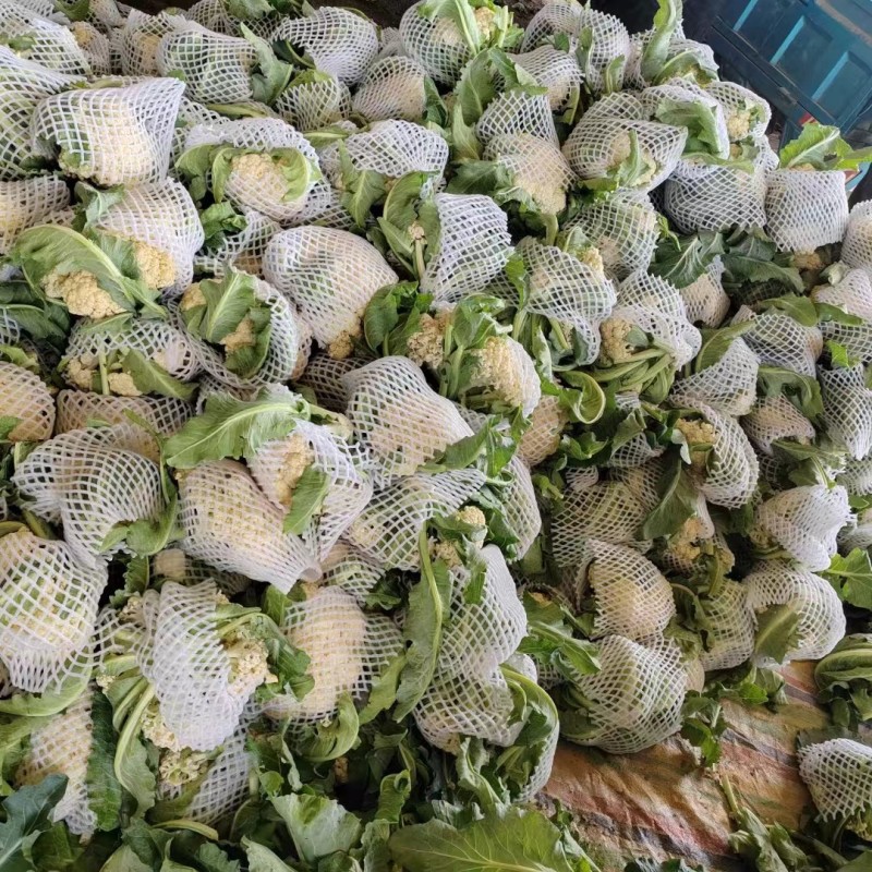 菜花松花菜有机花菜高品质全国代发货源充足