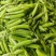 2026年湖北豌豆荚，甜豌豆，中豌九号，豌豆角，产地直发