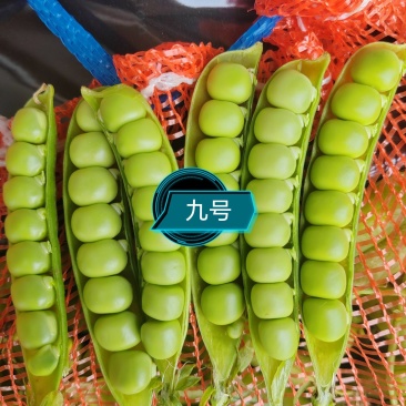 2026年湖北豌豆荚，甜豌豆，中豌九号，豌豆角，产地直发