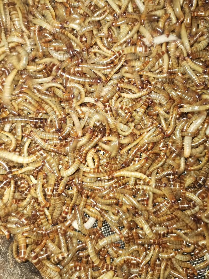 新鲜大麦虫，高蛋白营养，健康美味，品质保证欢迎仔细！