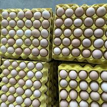 精品土鸡蛋粉壳蛋养殖场直发规格齐全欢迎咨询
