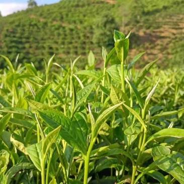 二级高山云雾茶量大，散装，大量，带包装均可。