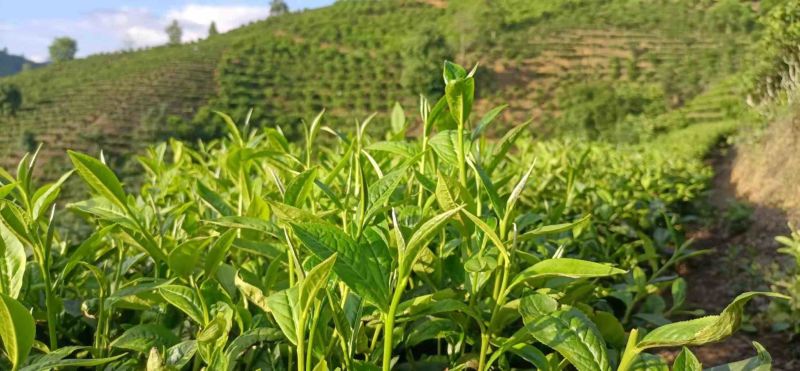 二级高山云雾茶量大，散装，大量，带包装均可。