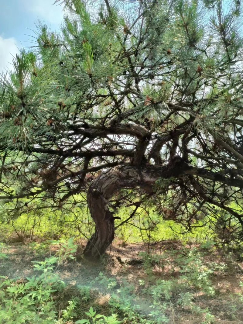 货源充足，基地大量直供，质优价廉，黑松造型树