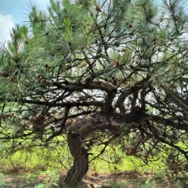 货源充足，基地大量直供，质优价廉，黑松造型树