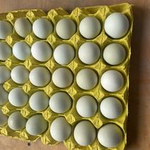 绿壳鸡蛋自家养殖场常年供应量大从优全国可发货