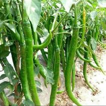 线椒，精品鲜辣椒大量供应产区直发量大从优，新鲜采摘