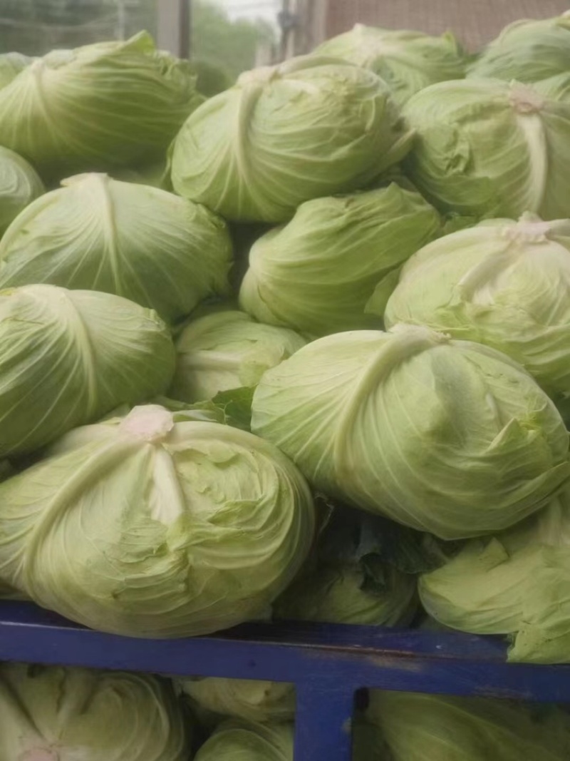 【推荐】湖北精品圆包菜，产地一手，货源充足，可视频看货