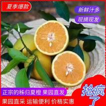 【秭归夏橙】优质脐橙橙子鲜果供应新鲜采摘水分充足大量供货