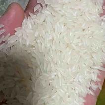 籼米丰良优茉莉香油粘米
