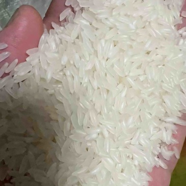 籼米丰良优茉莉香油粘米