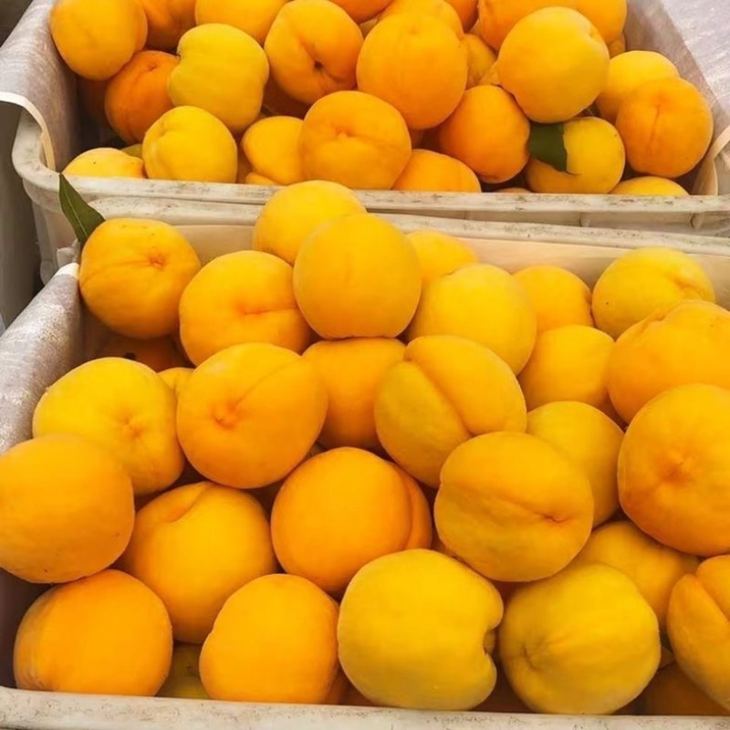 精品黄金蜜黄桃，口感脆甜，色泽鲜艳质量保证全国发货