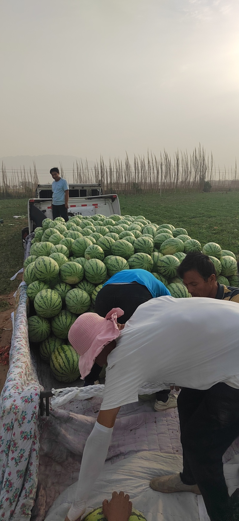 新疆金城武甜王安农万亩基地产地直供保质量诚信合作全国发货