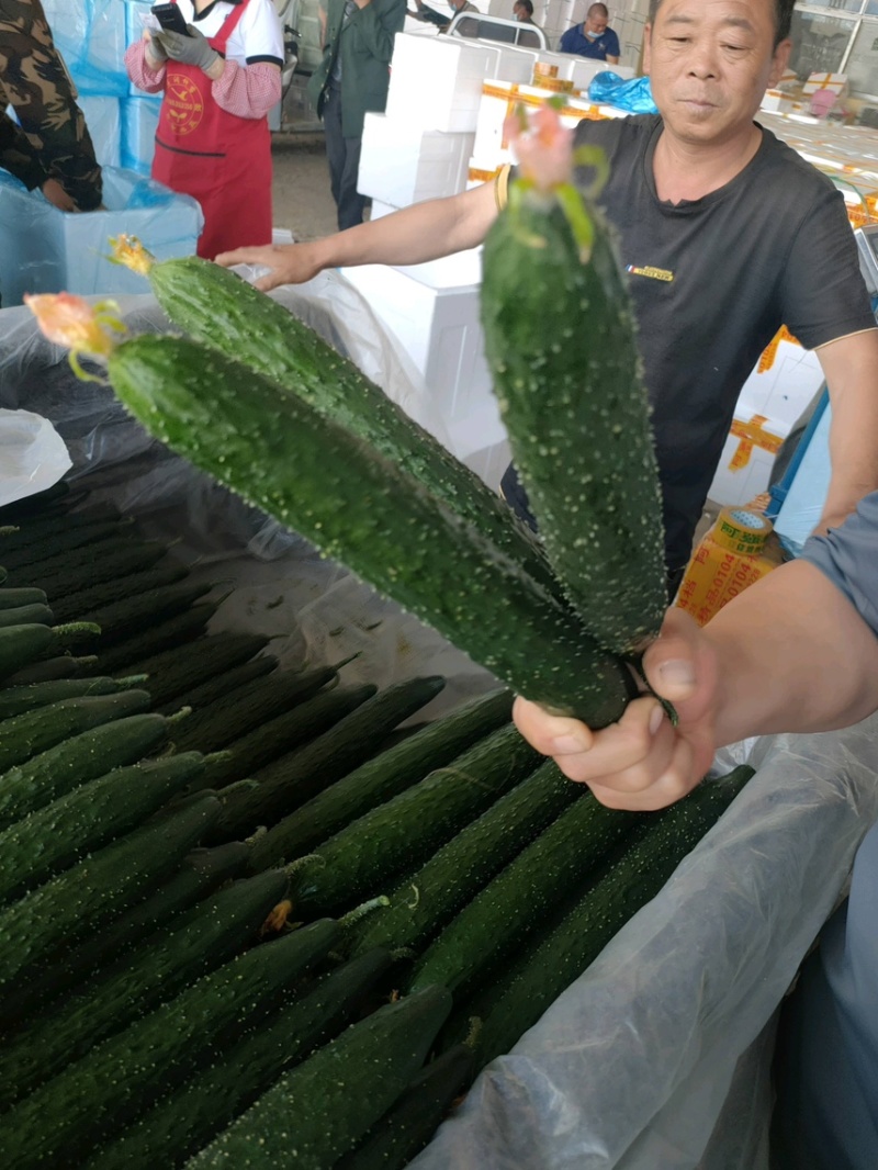 精品密刺长条水黄瓜，顶花带刺，绿皮绿瓤，保证质量。