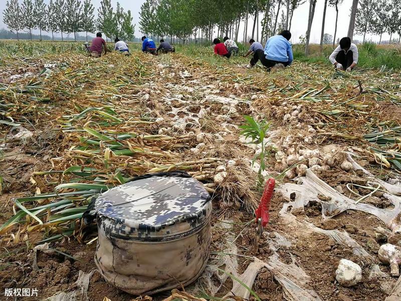 大量出售优质大蒜，万亩基地质量好，颜色好诚信经营