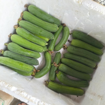 遂宁丝瓜