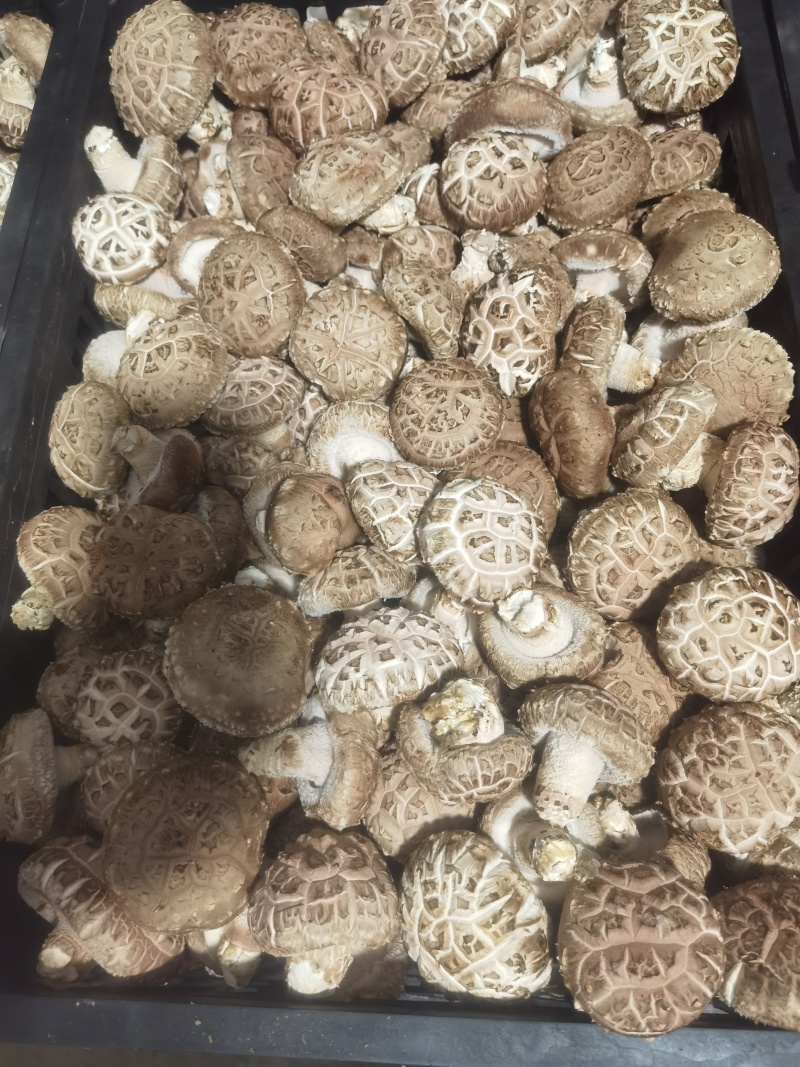 山西高原高品质香菇品质优可视频看货欢迎咨询