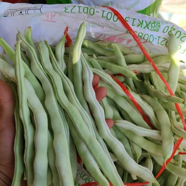 精品四季豆大量有货，前期四季豆质量可走市场和电商