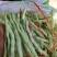 精品四季豆大量有货，前期四季豆质量可走市场和电商