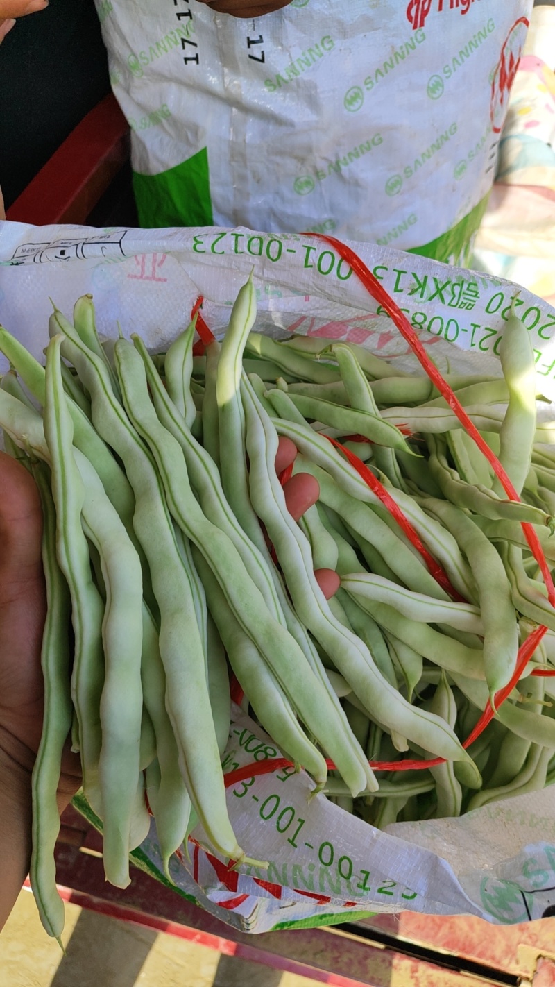 精品四季豆大量有货，前期四季豆质量可走市场和电商
