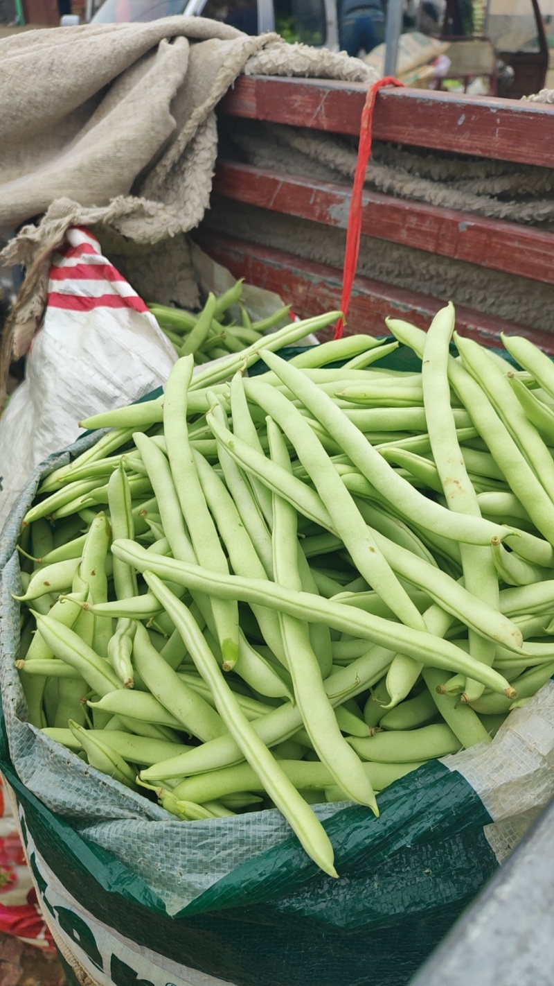 精品四季豆大量有货，前期四季豆质量可走市场和电商