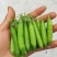 精品四季豆大量有货，前期四季豆质量可走市场和电商