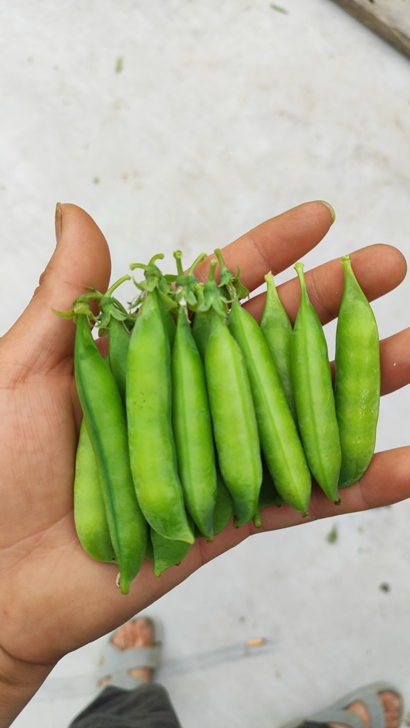 精品四季豆大量有货，前期四季豆质量可走市场和电商