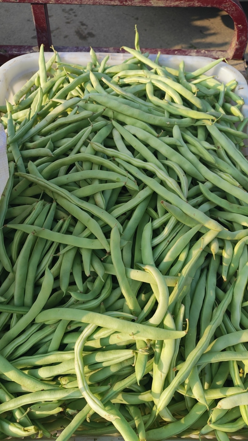 精品四季豆大量有货，前期四季豆质量可走市场和电商