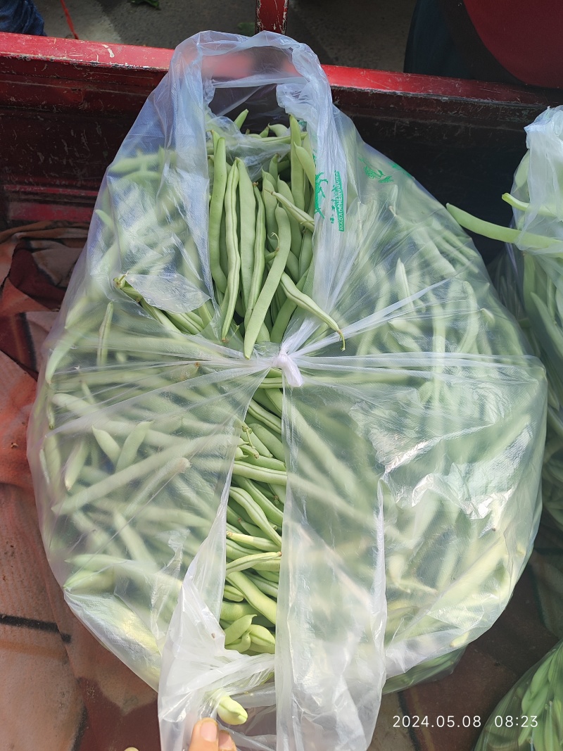 精品四季豆大量有货，前期四季豆质量可走市场和电商