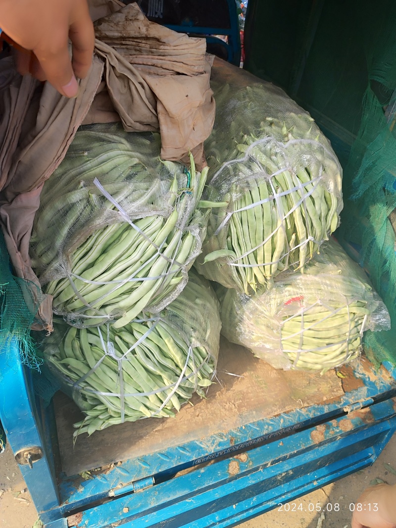 精品四季豆大量有货，前期四季豆质量可走市场和电商