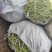精品四季豆大量有货，前期四季豆质量可走市场和电商